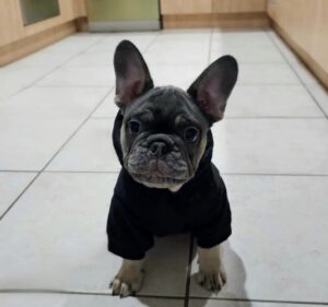 CHARLIE / MALE