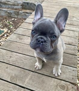 LUNA / FEMALE