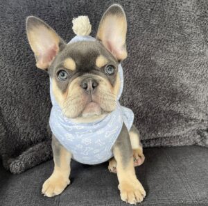WYATT / MALE